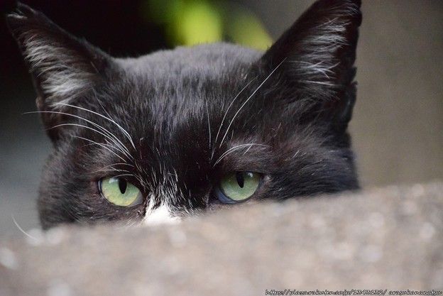 アレルギー犬用の手作りシャンプー