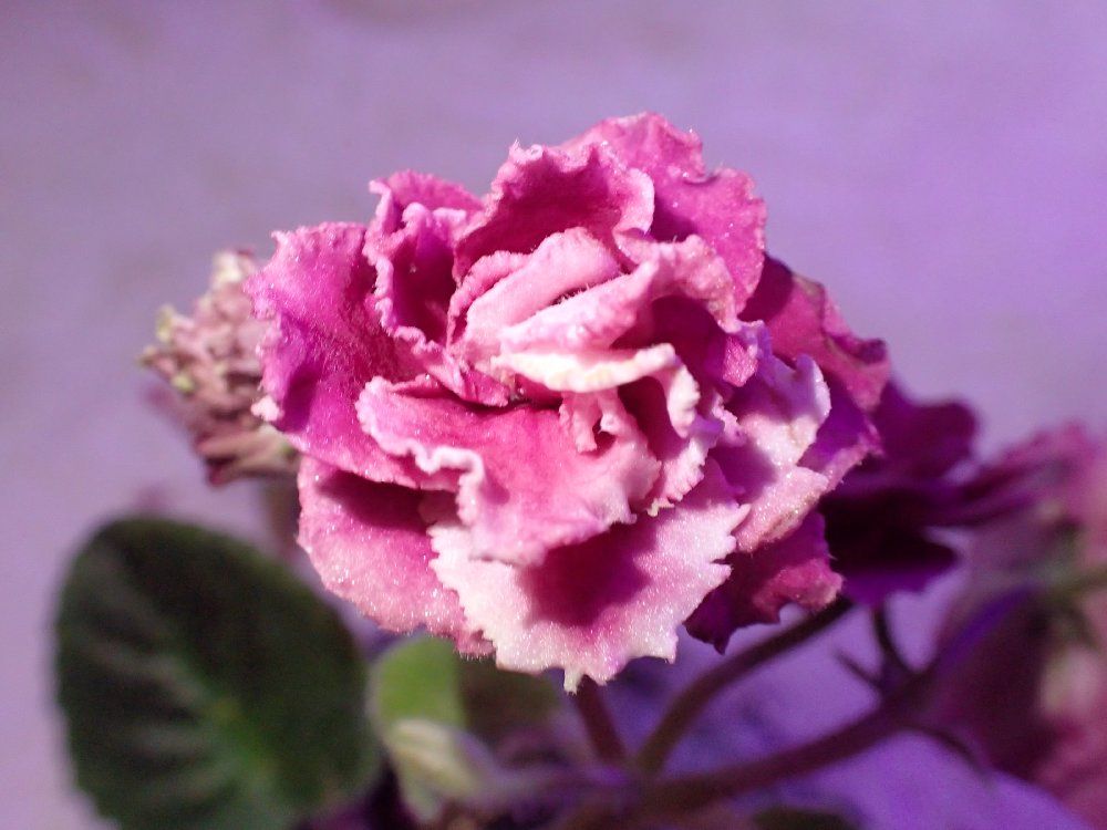 セントポーリア　☆LE-Rosa Vetrou(Rose of winds )☆ Ukrainian  1⁄21 LE-ROZA VETROV(ROSE OF WINDS)\u200b\u200b／セントポーリア／ウクライナ