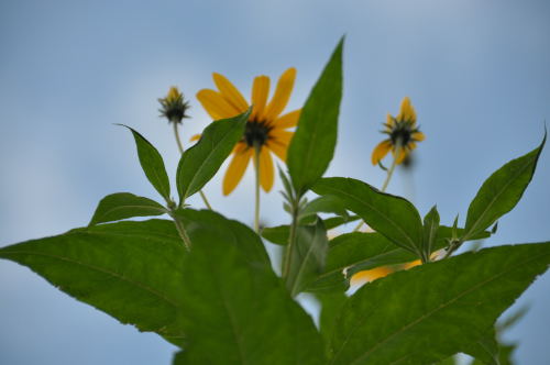 菊芋