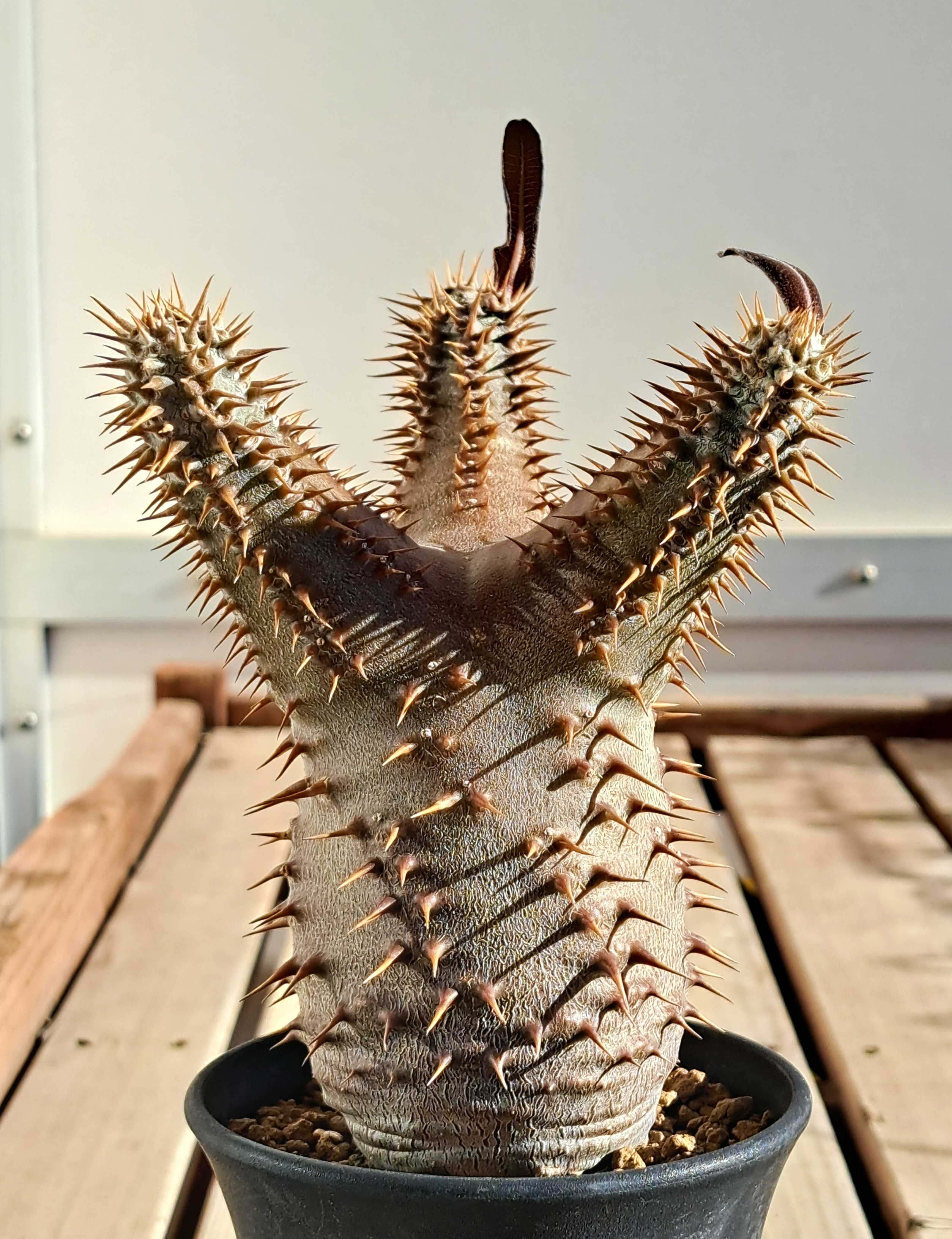 グラキリス2点デンシフローラム1点 グラキリス2点デンシフローラム1点