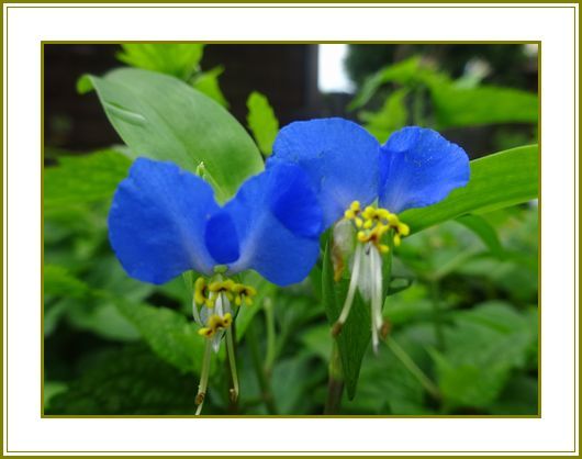 令和２年７月20日）露草やミッキーマウスの影武者♪ | 花の歳時記 （天南星の魅力＆山野草） - 楽天ブログ