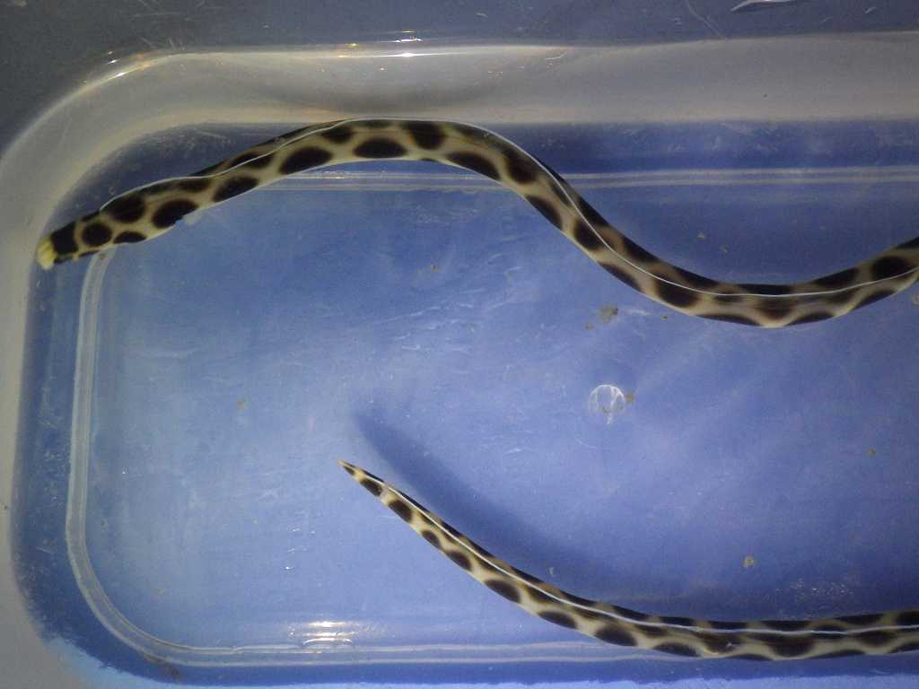 モヨウモンガラドオシ（Myrichthys maculosus）2　和歌山磯採集