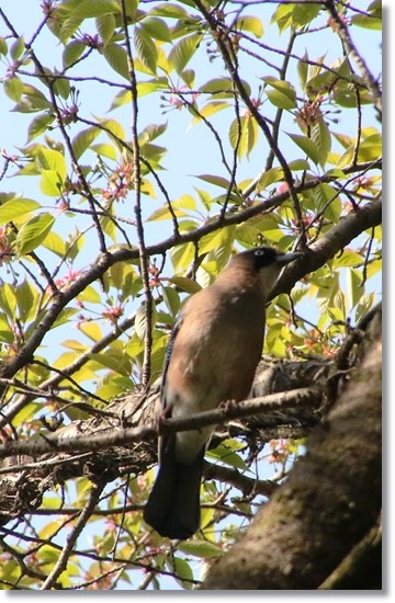 樹木公園-35 カケス-2 16.4.20