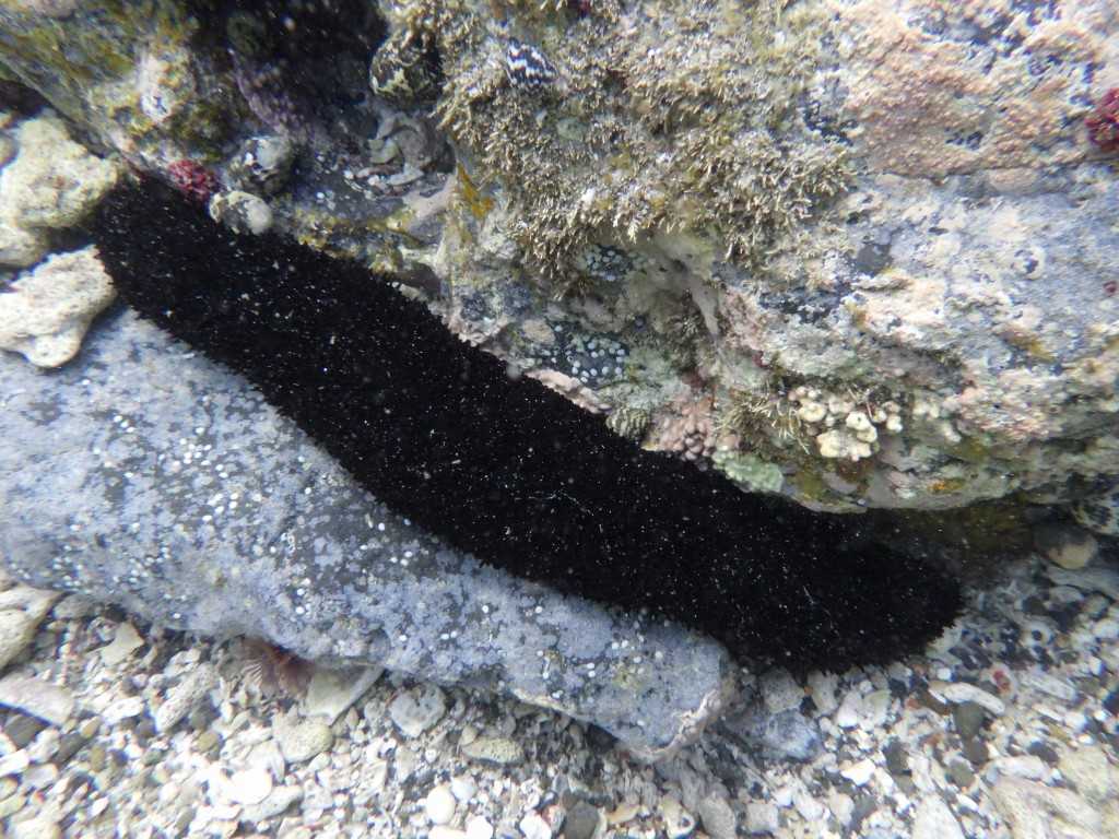 串本磯採集2023年7月下旬22　ニセクロナマコ（Holothuria leucospilota）
