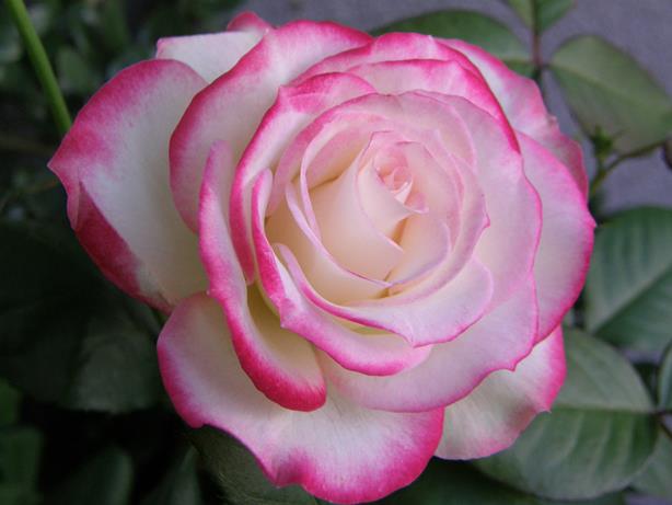 2薔薇.jpg