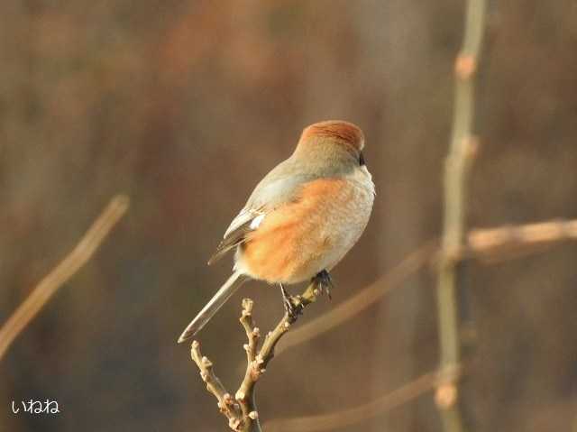 モズ（百舌鳥）＿前からの姿と後ろ姿 | いねねの趣味三昧（昆虫・野鳥・古寺巡り・読書・木工・語学など） - 楽天ブログ