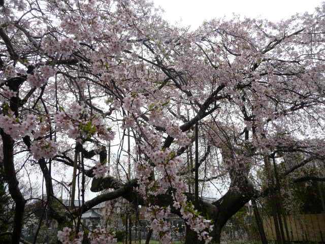 452 しだれ桜