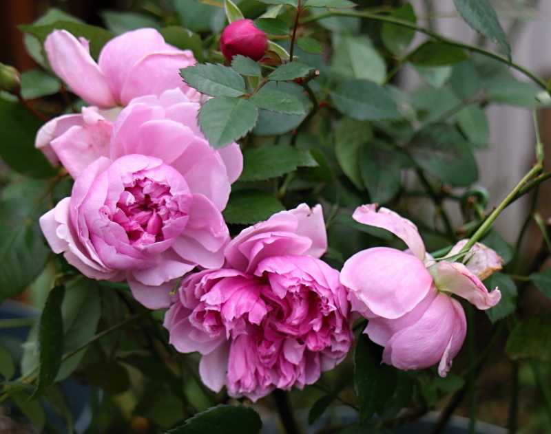 シスターエリザベス バラと可愛い花たち 楽天ブログ