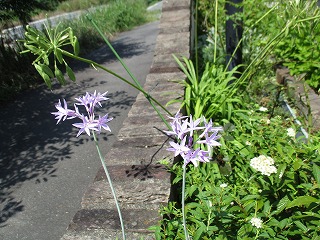IMG_6375ss.jpg