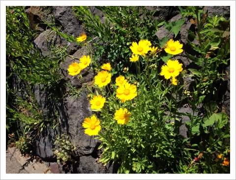 オオキンケイギク