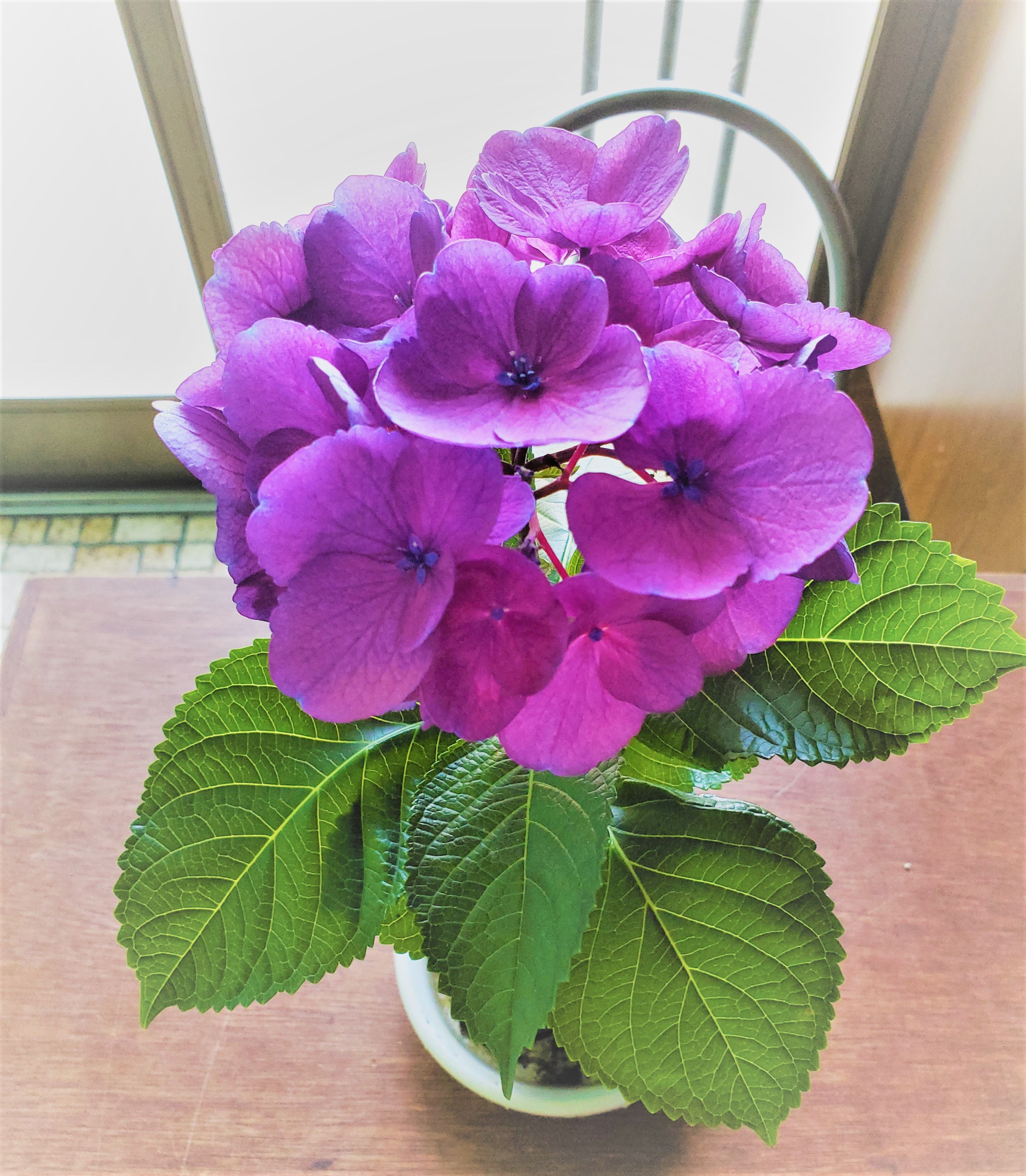 挿し芽から育てた紫陽花となんとか日常が取り戻せるか 幸せ探し 楽天ブログ