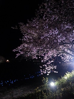夜桜