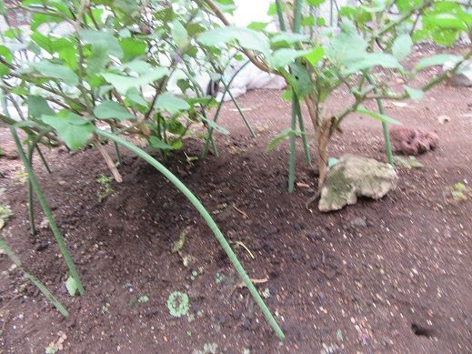 ナス マリーゴールド 70代たんぽぽのブログ 楽天ブログ