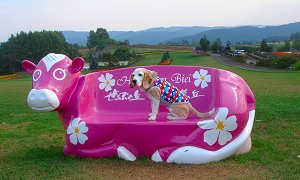 20130816ぜるぶの丘