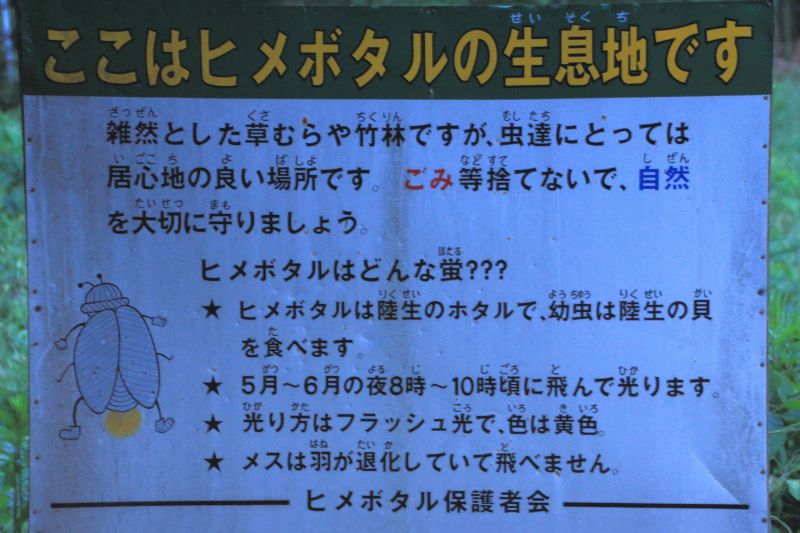 ヒメホタル_002.jpg