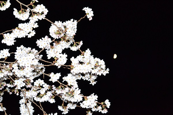 夜桜