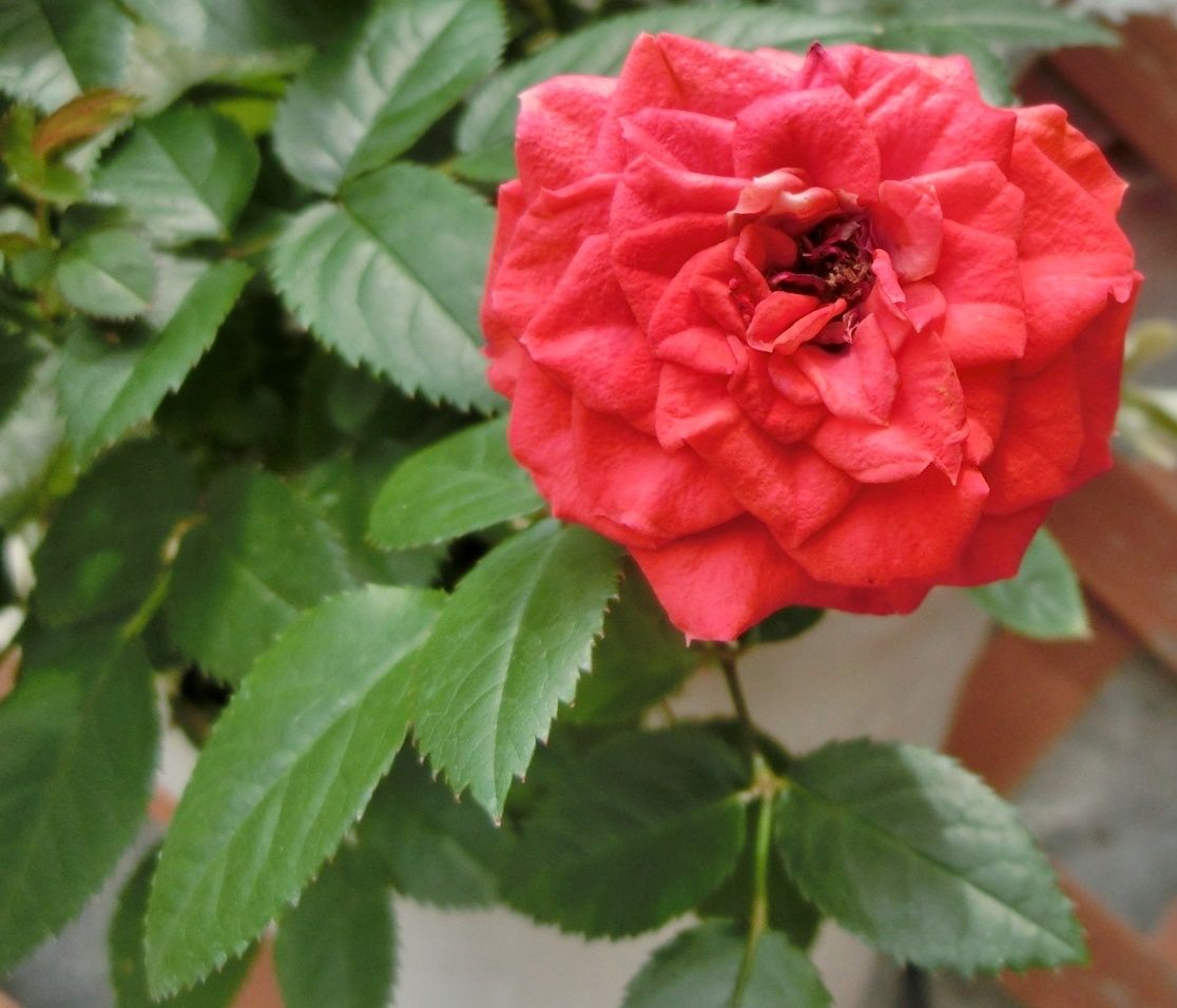 バラの花が一杯♪その2．ヾ(〃^∇^)ノ | 「だい」のひとりごと - 楽天ブログ