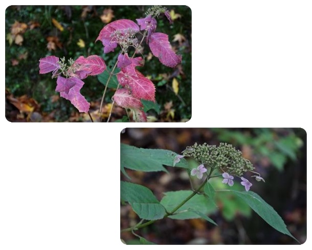 卯辰山三社-8 ヤマアジサイ 15.11.16