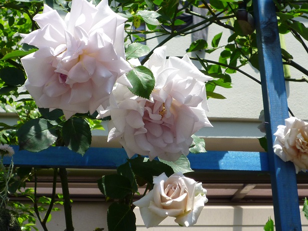 P1020114.JPG