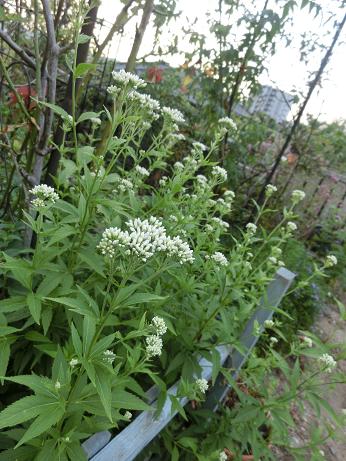 ユーバトリウム