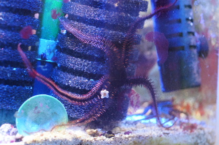 2012_1113ｸﾓﾋﾄﾃﾞ､ｵｵｽﾘﾊﾞﾁ0011.JPG