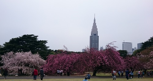 染井吉野の後の御苑の桜.JPG