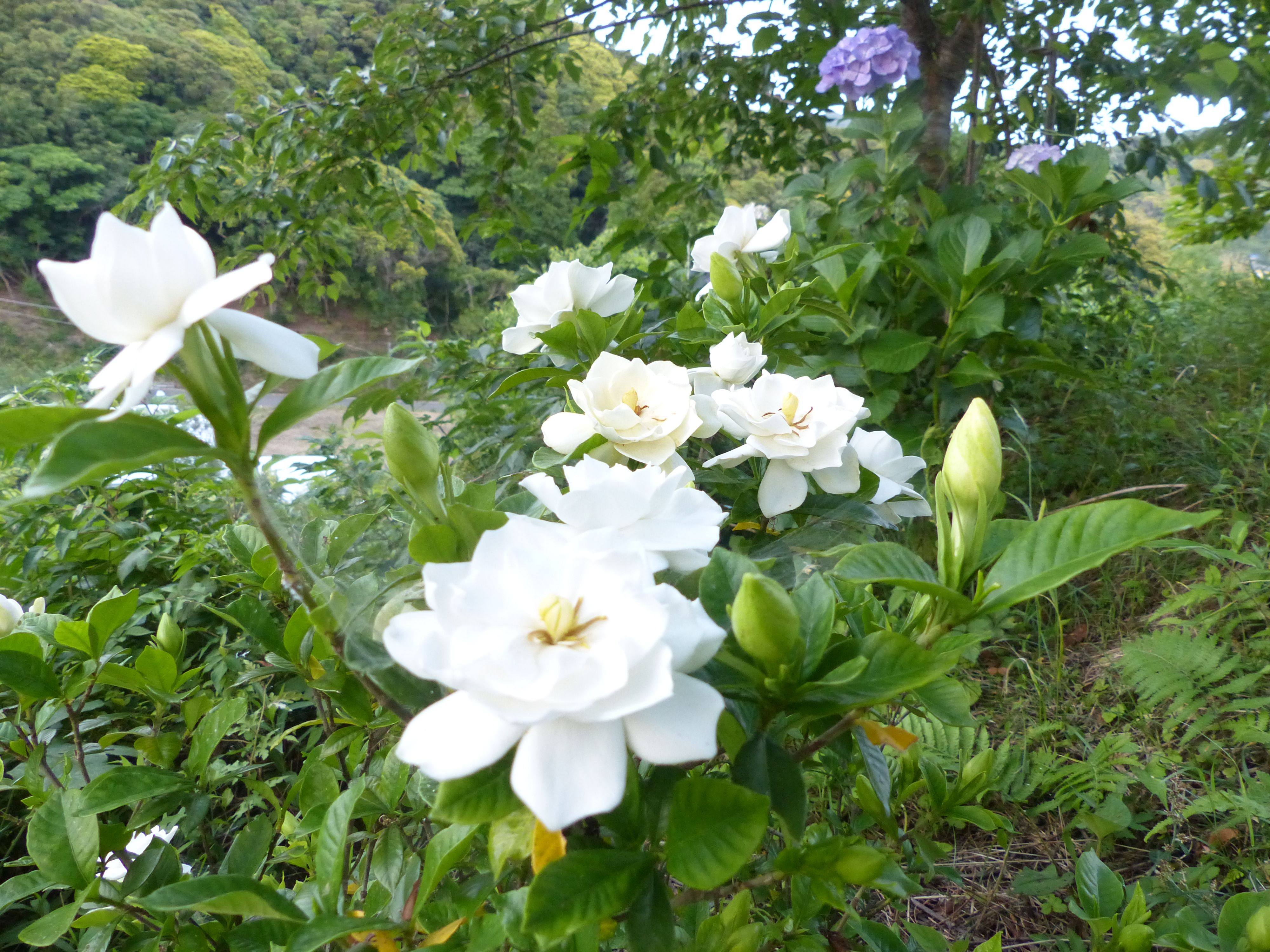 八重の梔子の花も 美しい オープンガーデン 楽天ブログ