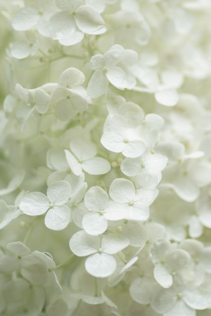 短歌日記 白無垢の 花嫁姿 思わせる 白紫陽花の 立ち姿かな 白紫陽花が 青から白へと姿を変えて清楚なたたずまいを見せてくれるようになりました 平安寺のささやき 短歌日記 楽天ブログ