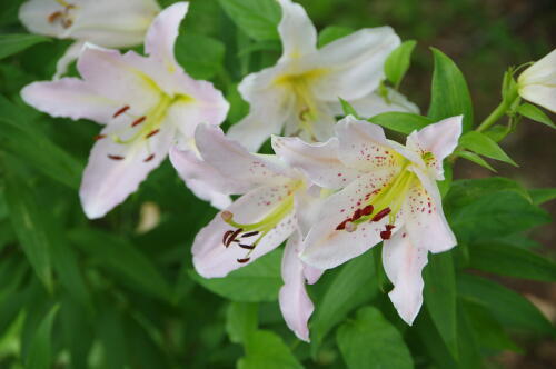 昭和記念公園のゆりの花