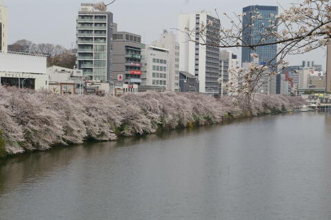 外濠公園の桜