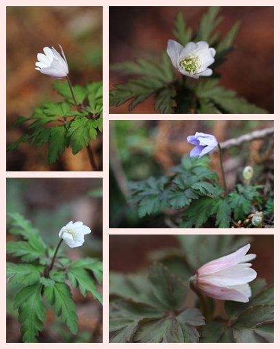 樹木公園-2 キクザキイチゲ-2 13.3.19