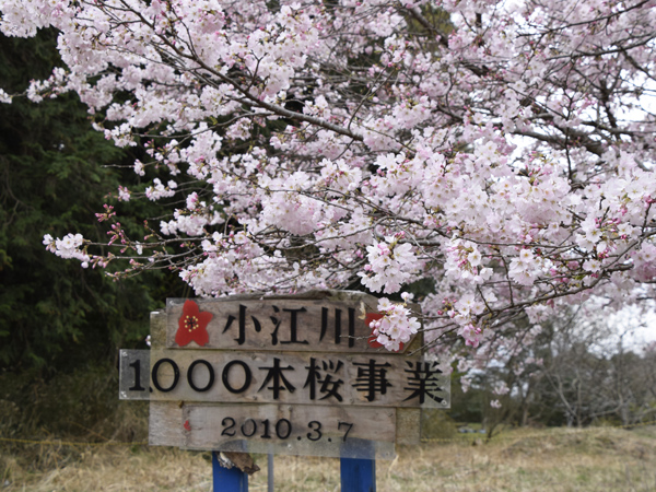 小江川1000本桜・2025 | 見栄子の熊谷らいふ♪ - 楽天ブログ