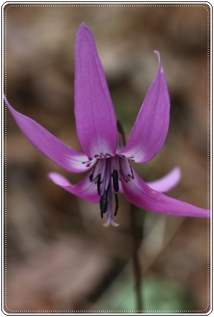 平栗-7 カタクリ-2 13.4.13