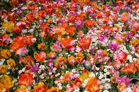 花.jpg