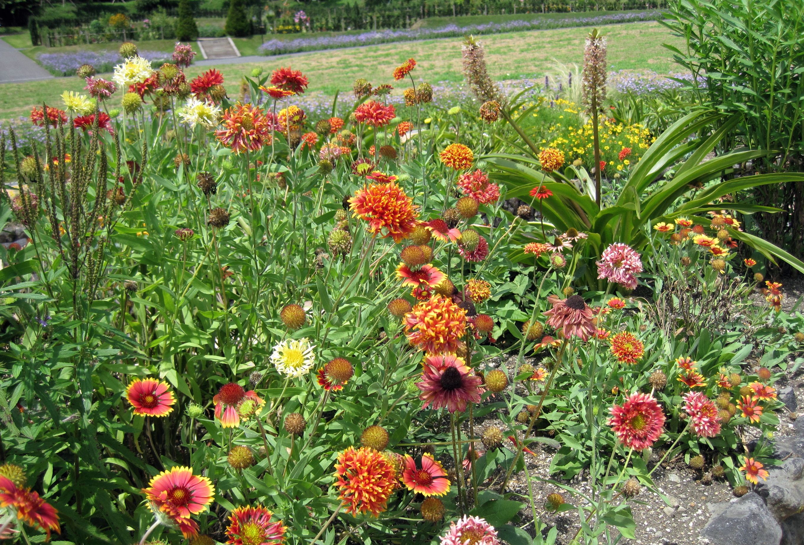 夏の花のおすすめ ガイラルディア ジニア たねをまく日々 楽天ブログ