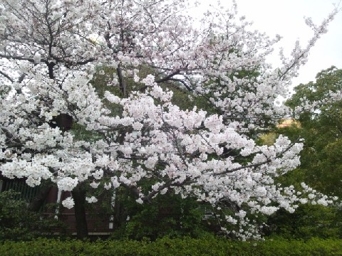 サクラ