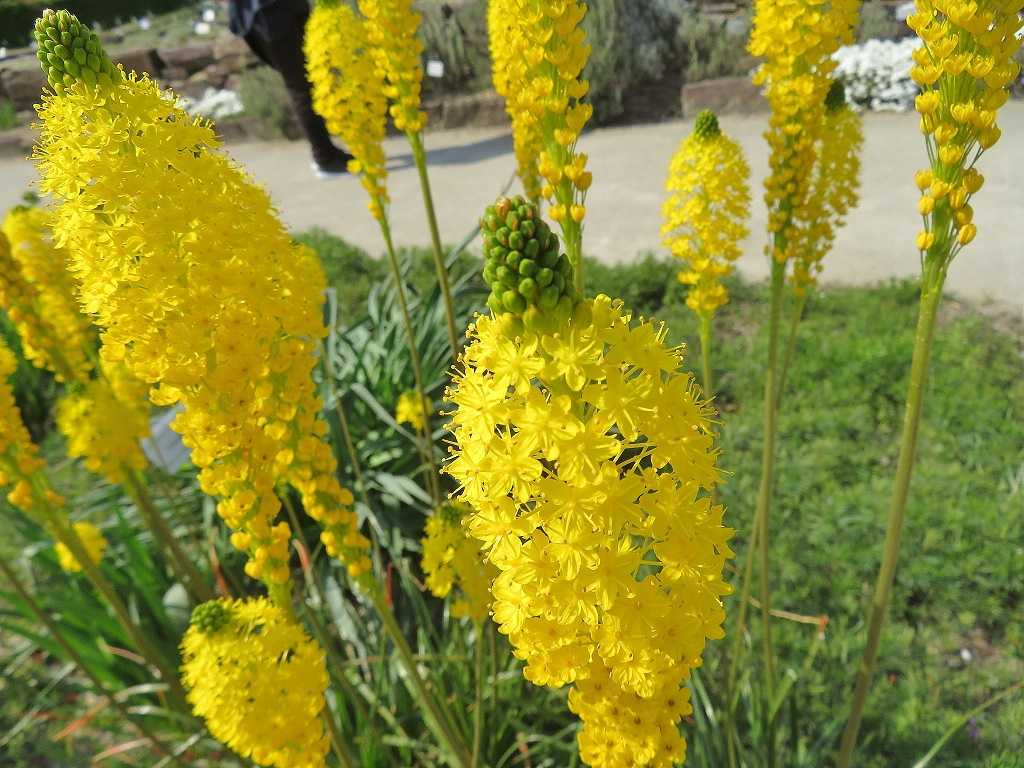 京都府立植物園の花はブルビネラ・プロリブンダ | 「だい」のひとりごと - 楽天ブログ