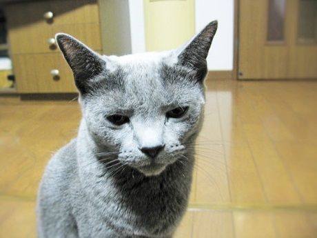 ねこワクチン接種の 副作用 薔薇に囲まれて 楽天ブログ