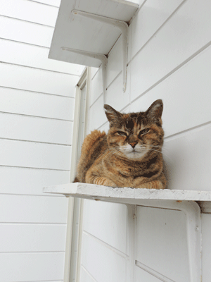 猫の翔ちゃん 高い所が好きですね 尾上 茂 の日記 おのログ 楽天ブログ