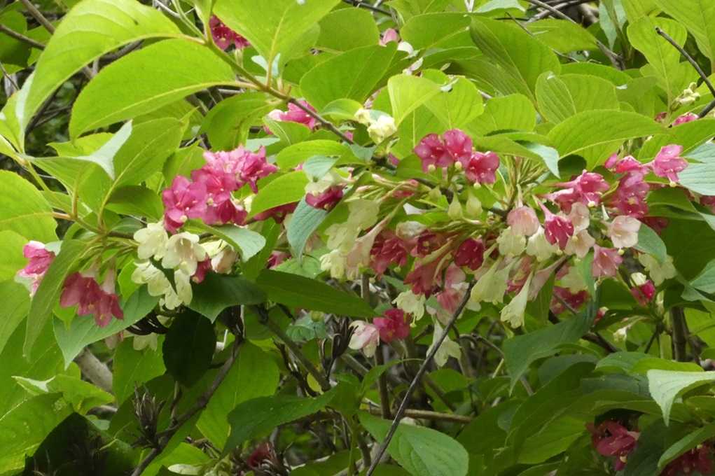 515