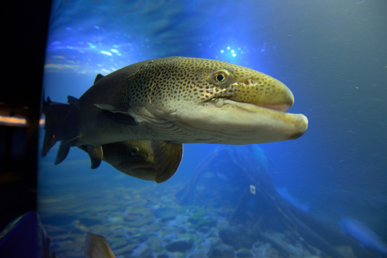 オホーツク　北見市　留辺蘂　山の水族館　日本最大級のイトウ　３