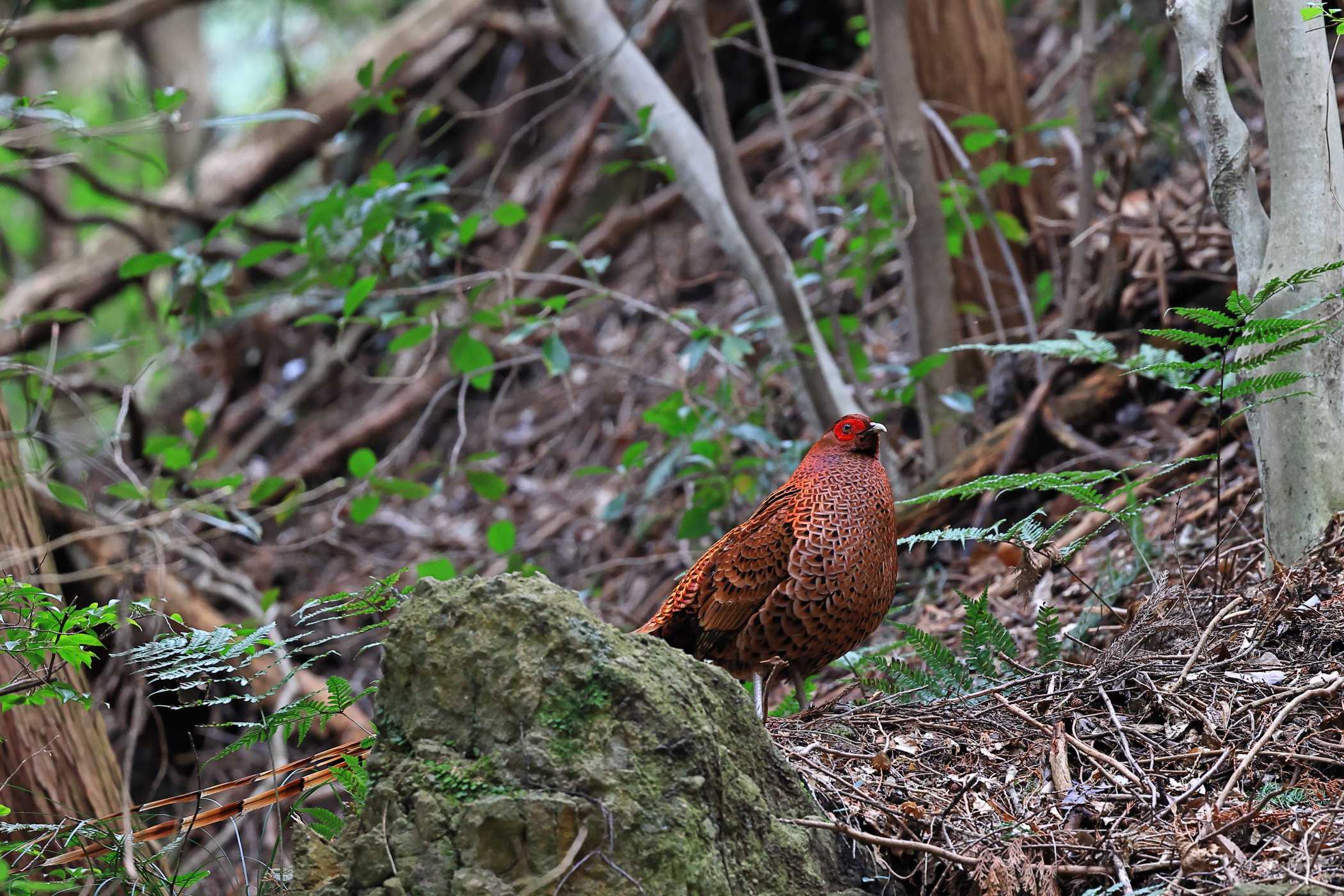 ヤマドリ <今シーズン初撮り>Ⅰ | 野鳥ブログ イノセントBIRDER - 楽天ブログ