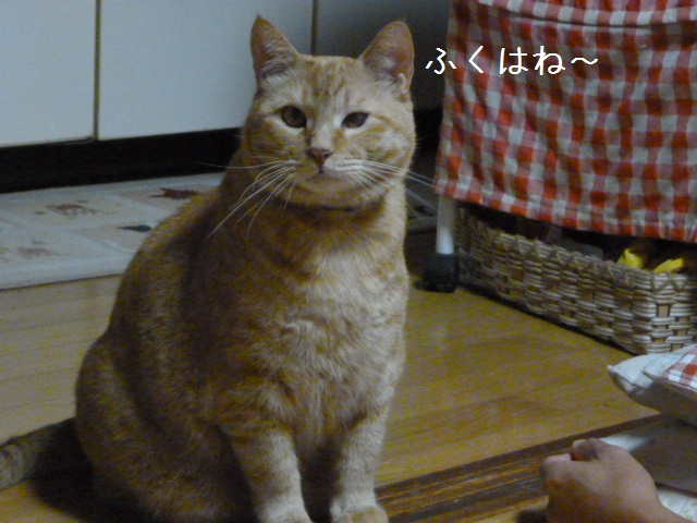 ふくの好きな場所