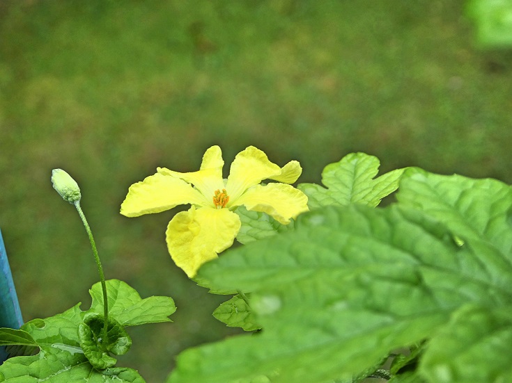 P1050288 (2).JPG