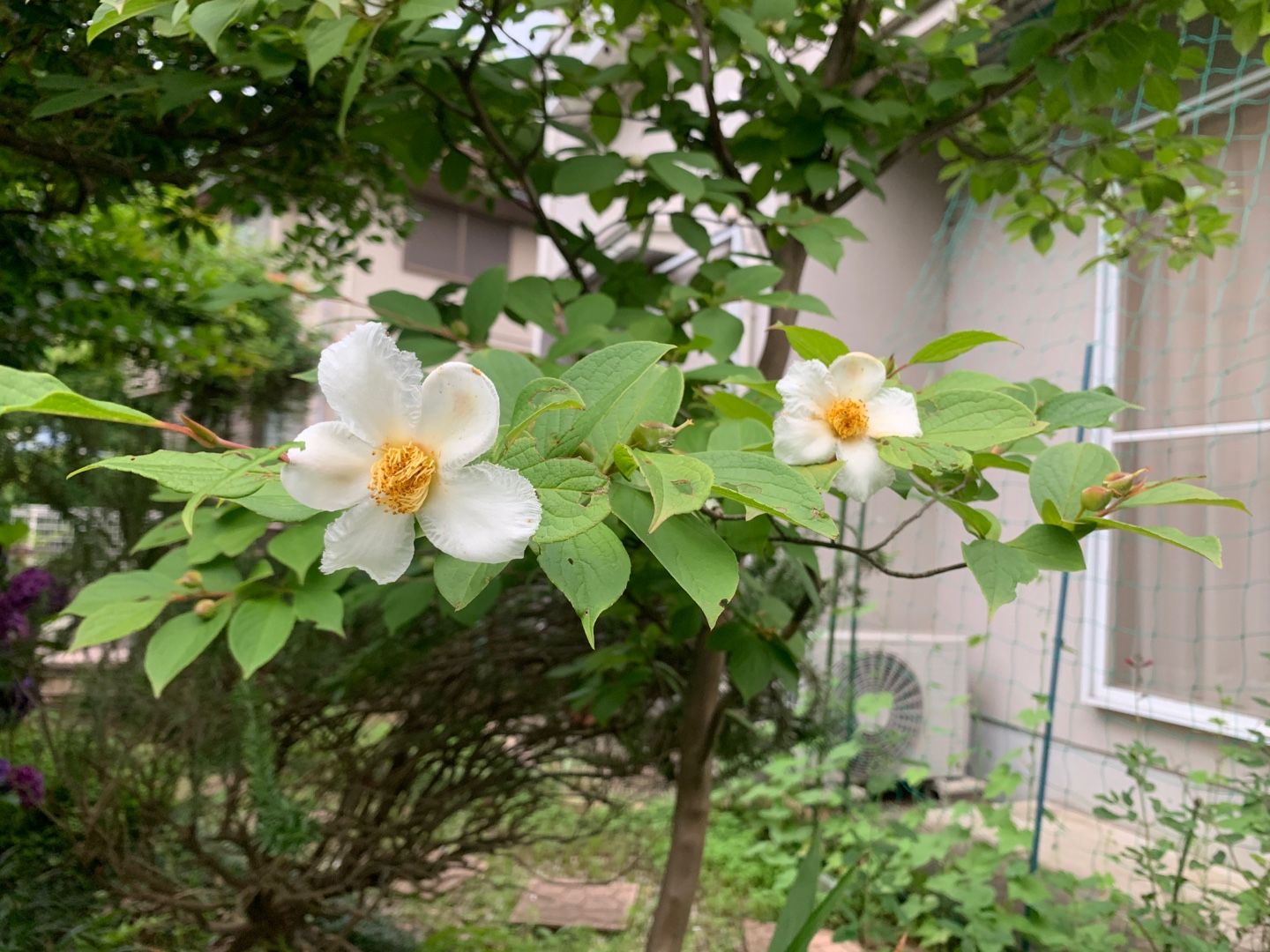 ご近所の花を撮影 夏椿 沙羅 紫陽花 ローズマリー ラベンダー チェリーセージ 朝顔斑入りの石楠花 がく紫陽花 Music Land 私の庭の花たち 楽天ブログ