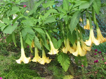花５.jpg