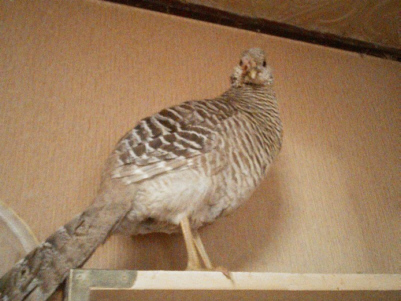 20151125(7)
