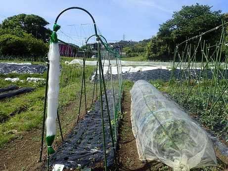 ピーマンわき芽摘み 1番果 葉山農園 5月上旬 暇人主婦の家庭菜園 楽天ブログ