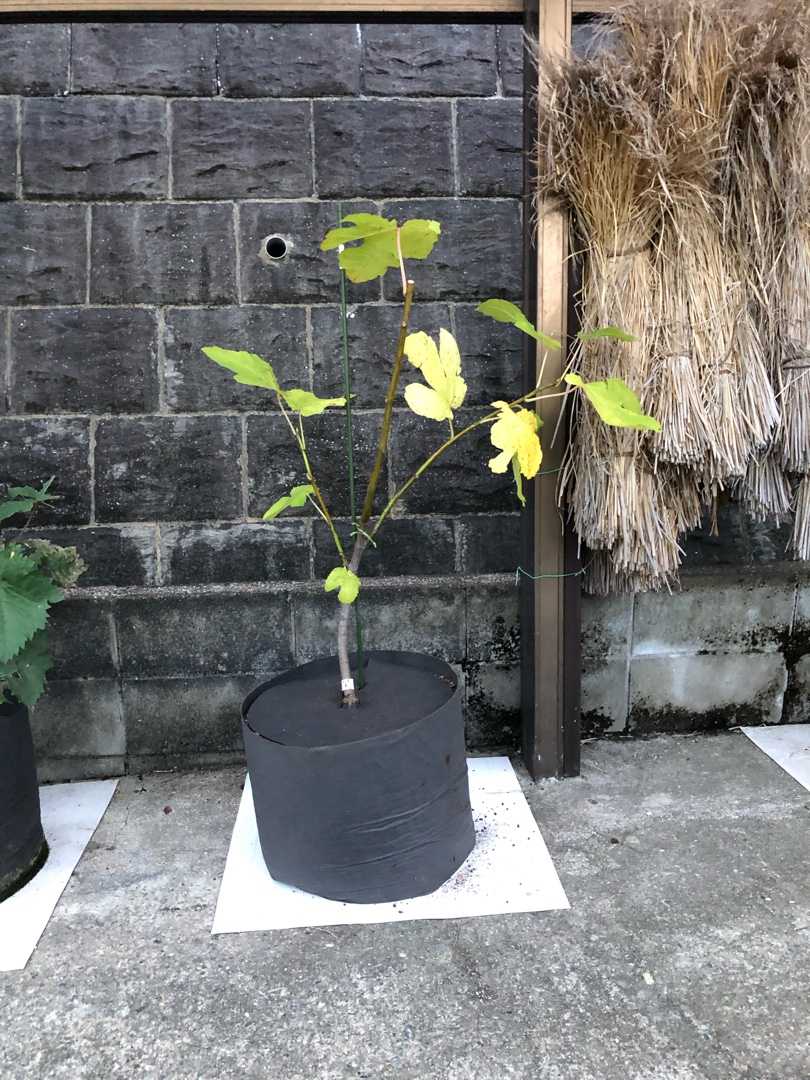 ビオレソリエス 菜園暮らし庭の花 楽天ブログ