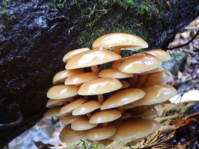 天然のエノキタケ | 続、山歩き、渓歩き - 楽天ブログ